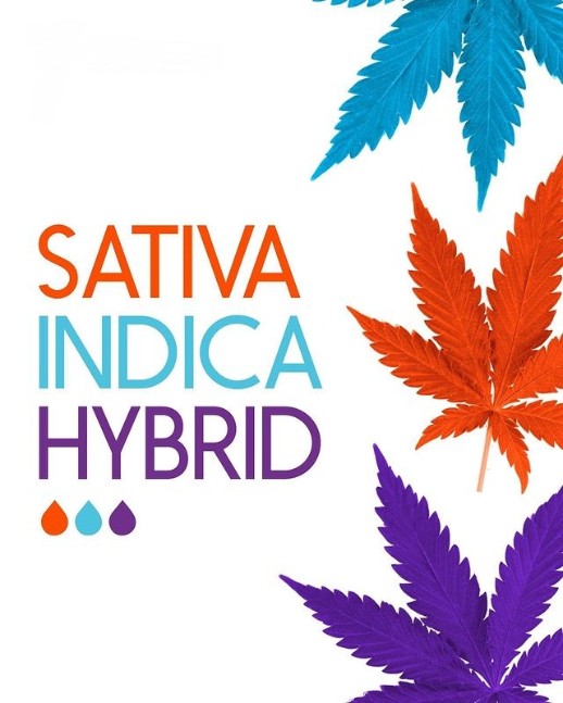 What team are you? Indica, Sativa or hybrid?
